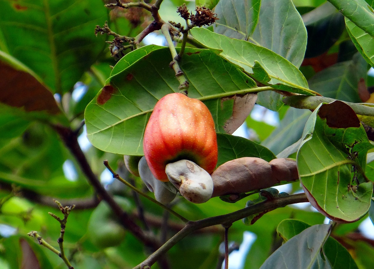 cashew-fruit-317298-1280-tecnoveste